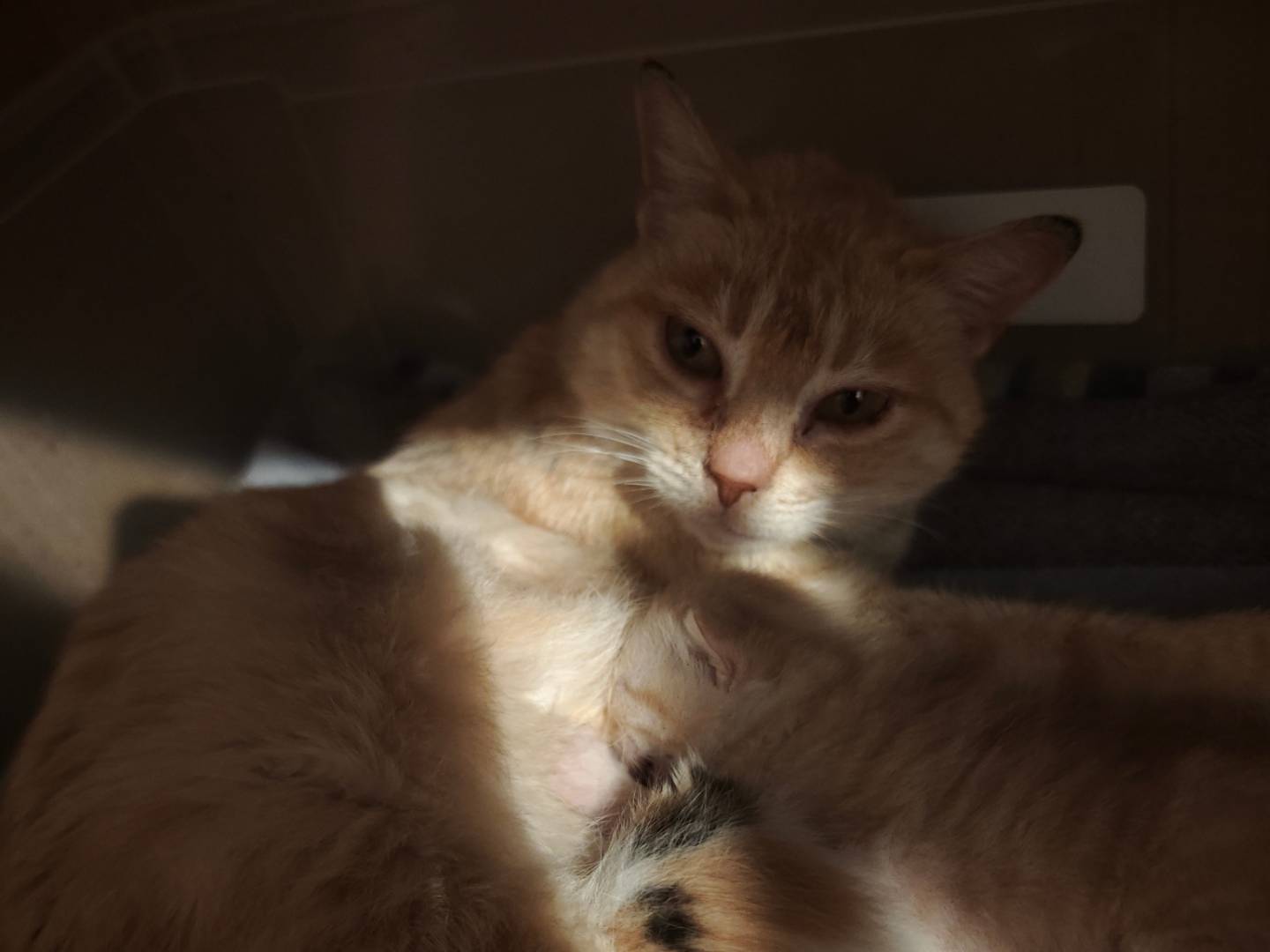 Adozione gatto, femmina, Razza sconosciuta Razza sconosciuta, 1 anno e 3 mesi, taglia non valida, Caserta