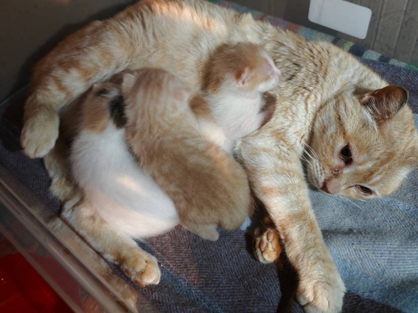 Adotta un gatto, femmina, 1 anno e 3 mesi, Caserta