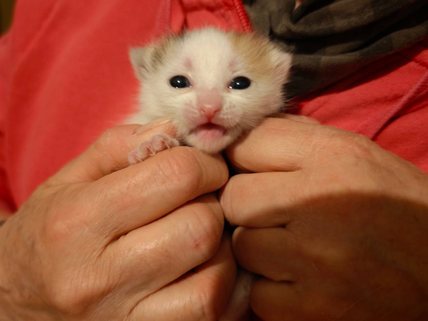 Adotta un gatto, taglia non valida, femmina, Caserta