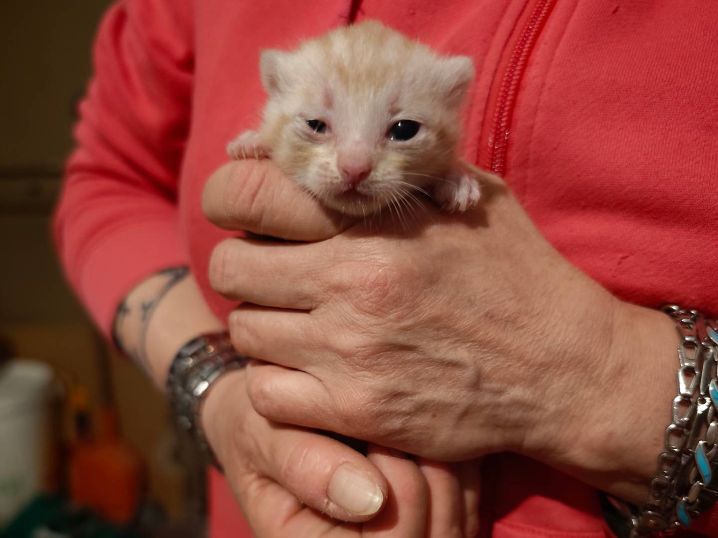 Vuoi adottare un gatto a Caserta?