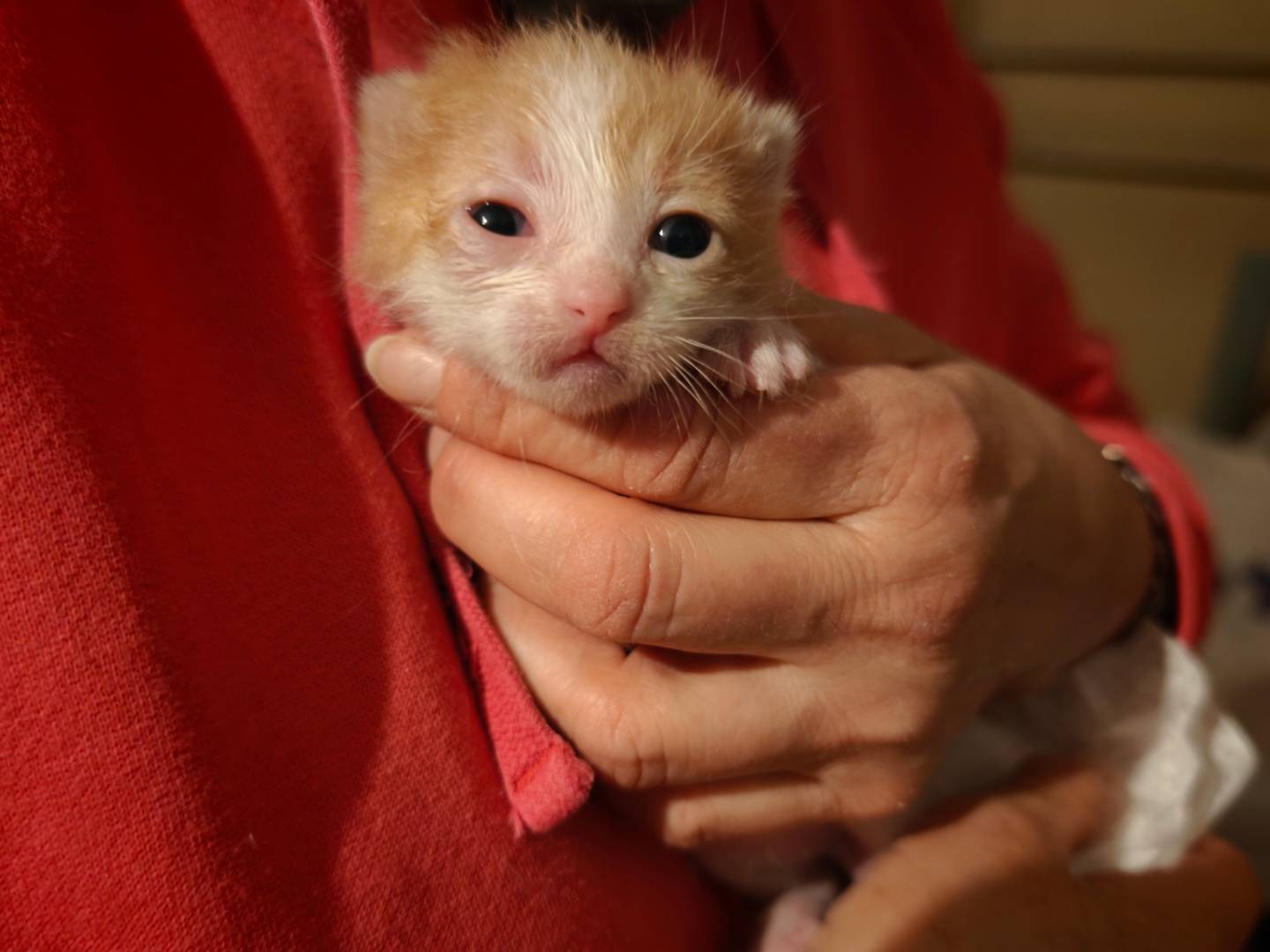 Adotta il gatto Freyja and baby a Caserta