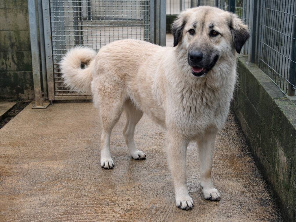 Adozione cane, femmina, Razza sconosciuta Razza sconosciuta, 1 anno e 3 mesi, taglia gigante, Benevento