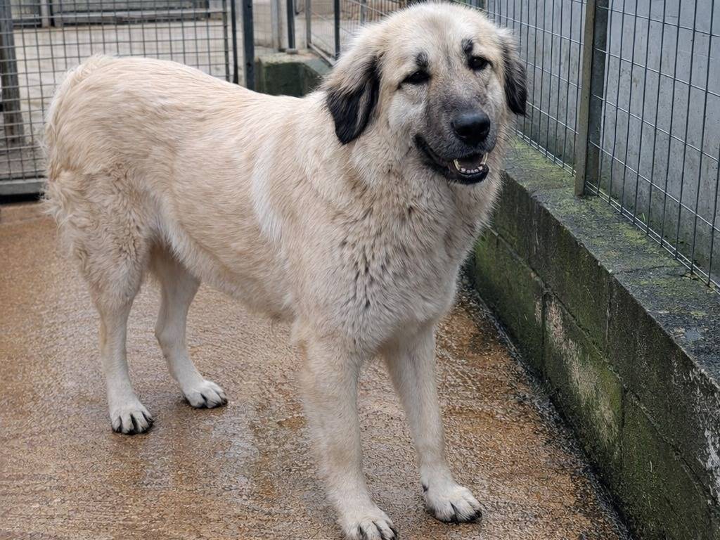 Adotta un cane, femmina, 1 anno e 3 mesi, Benevento