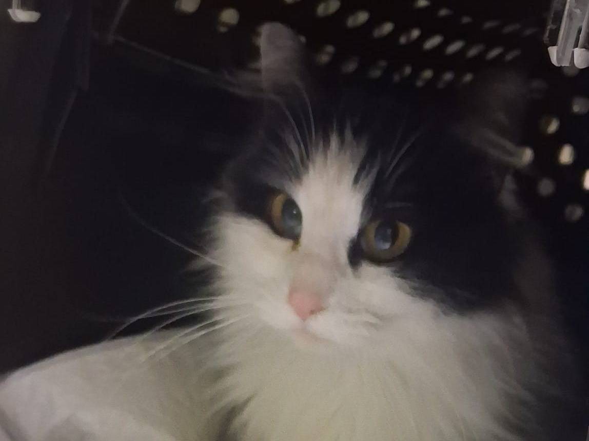 Adozione gatto, femmina, Razza sconosciuta Razza sconosciuta, 10 mesi, taglia non valida, Catanzaro