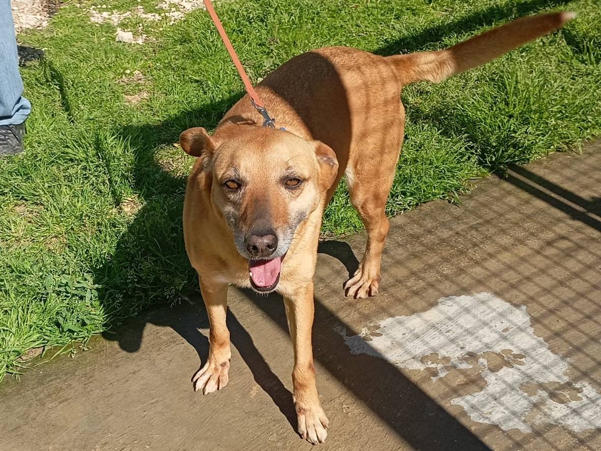 Adozione cane, maschio, Razza sconosciuta Razza sconosciuta, 4 anni e 6 mesi, taglia media, Trapani
