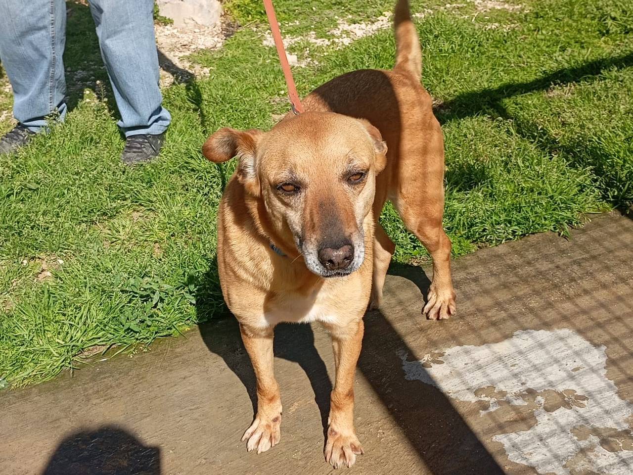 Adotta un cane, maschio, 4 anni e 6 mesi, Trapani