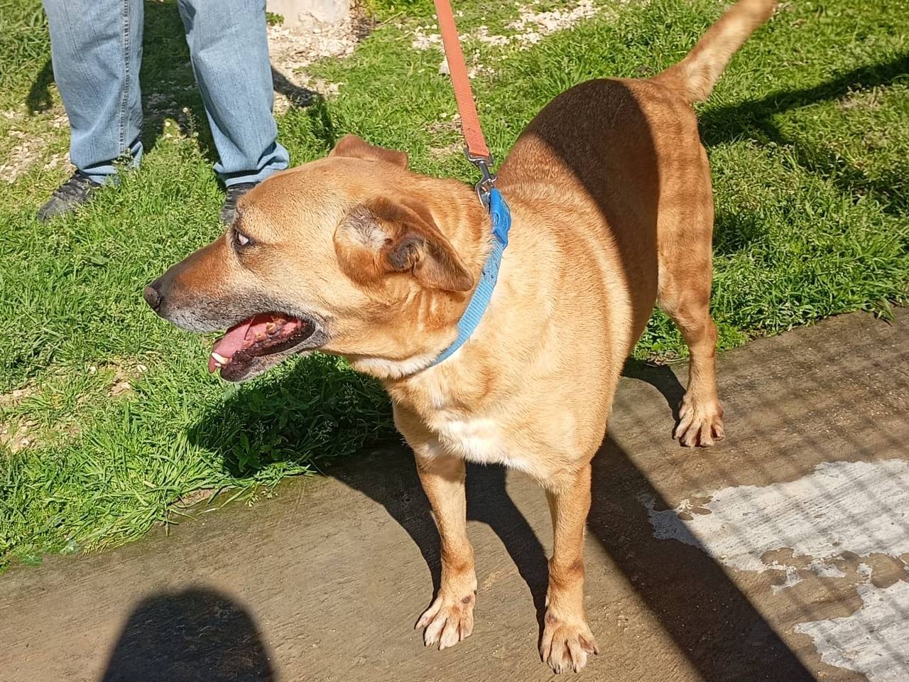 Adotta un cane, taglia media, maschio, Trapani