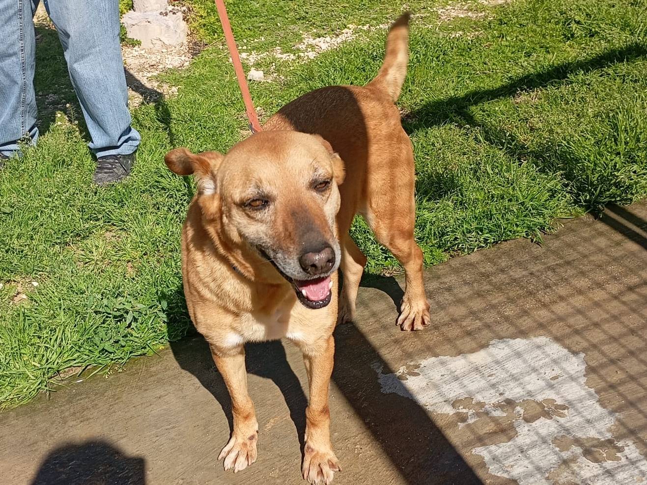 Vuoi adottare un cane a Trapani?