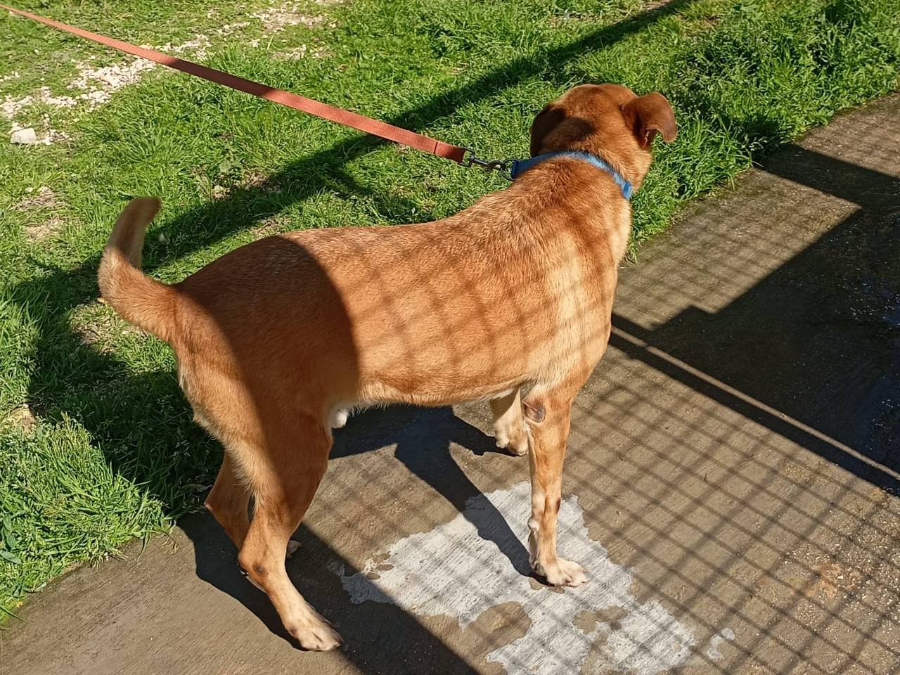 Adotta il cane Aron a Trapani