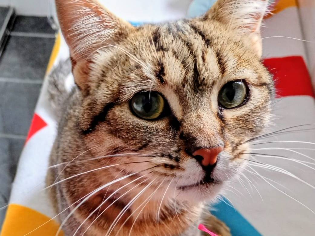 Adozione gatto, femmina, Razza sconosciuta Razza sconosciuta, 1 anno, taglia non valida, Catanzaro