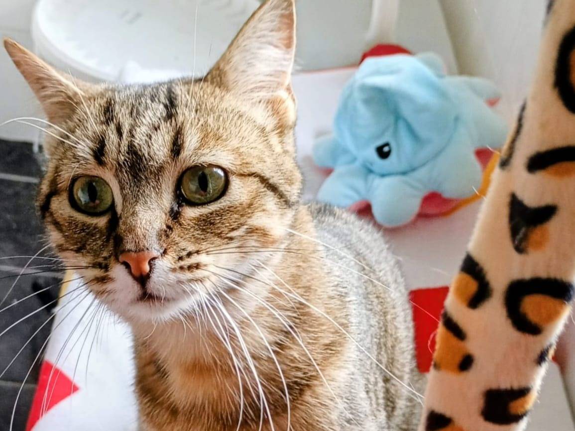 Adotta un gatto, femmina, 1 anno, Catanzaro