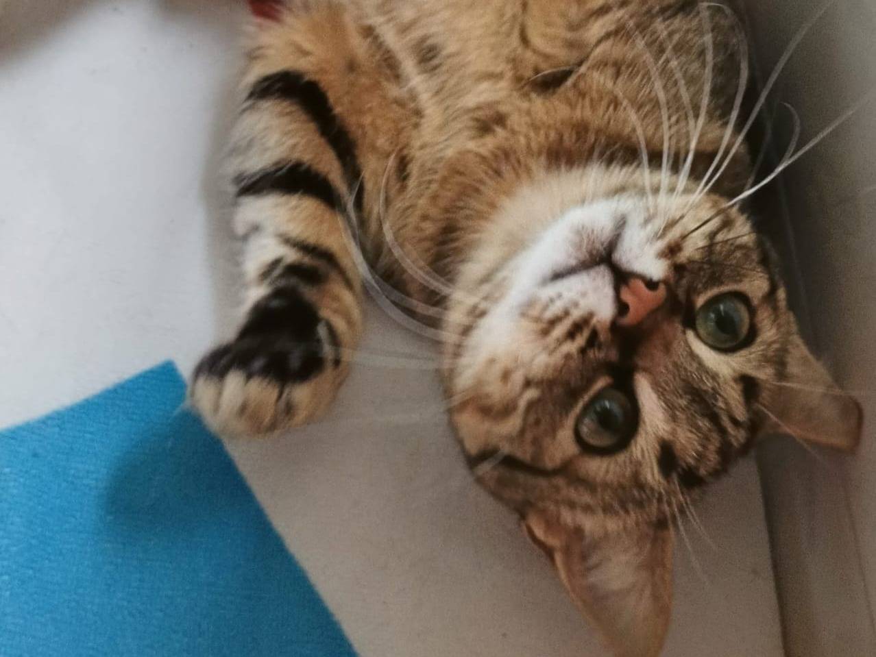 Adotta un gatto, taglia non valida, femmina, Catanzaro