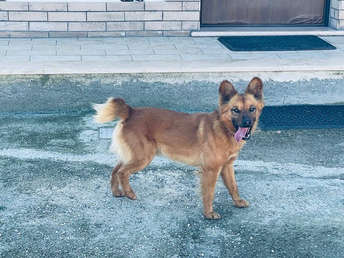 Adozione cane, maschio, Razza sconosciuta Razza sconosciuta, 3 anni e 5 mesi, taglia piccola, Forl