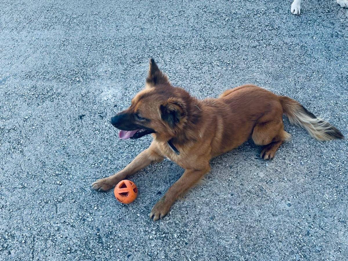 Adotta un cane, maschio, 3 anni e 5 mesi, Forl