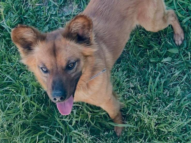 Adotta un cane, taglia piccola, maschio, Forl