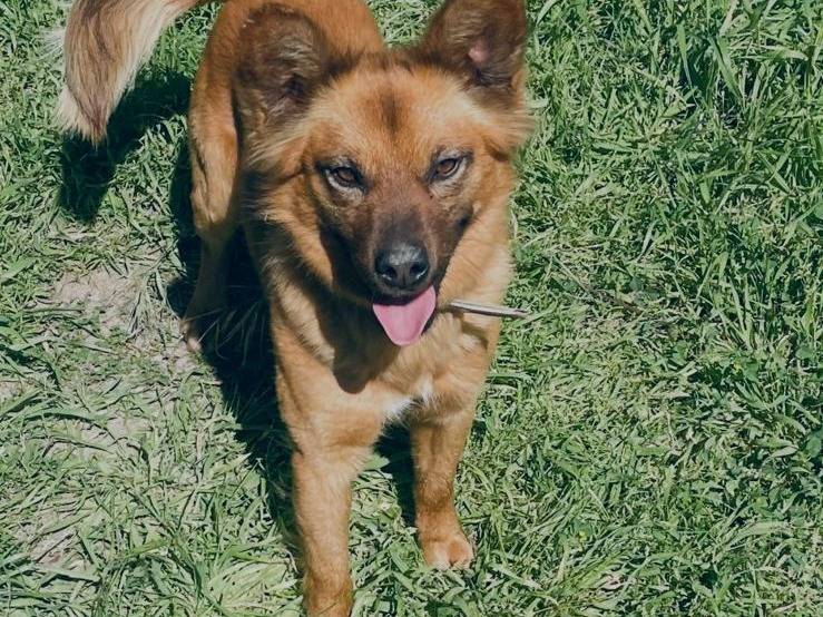 Vuoi adottare un cane a Forl?