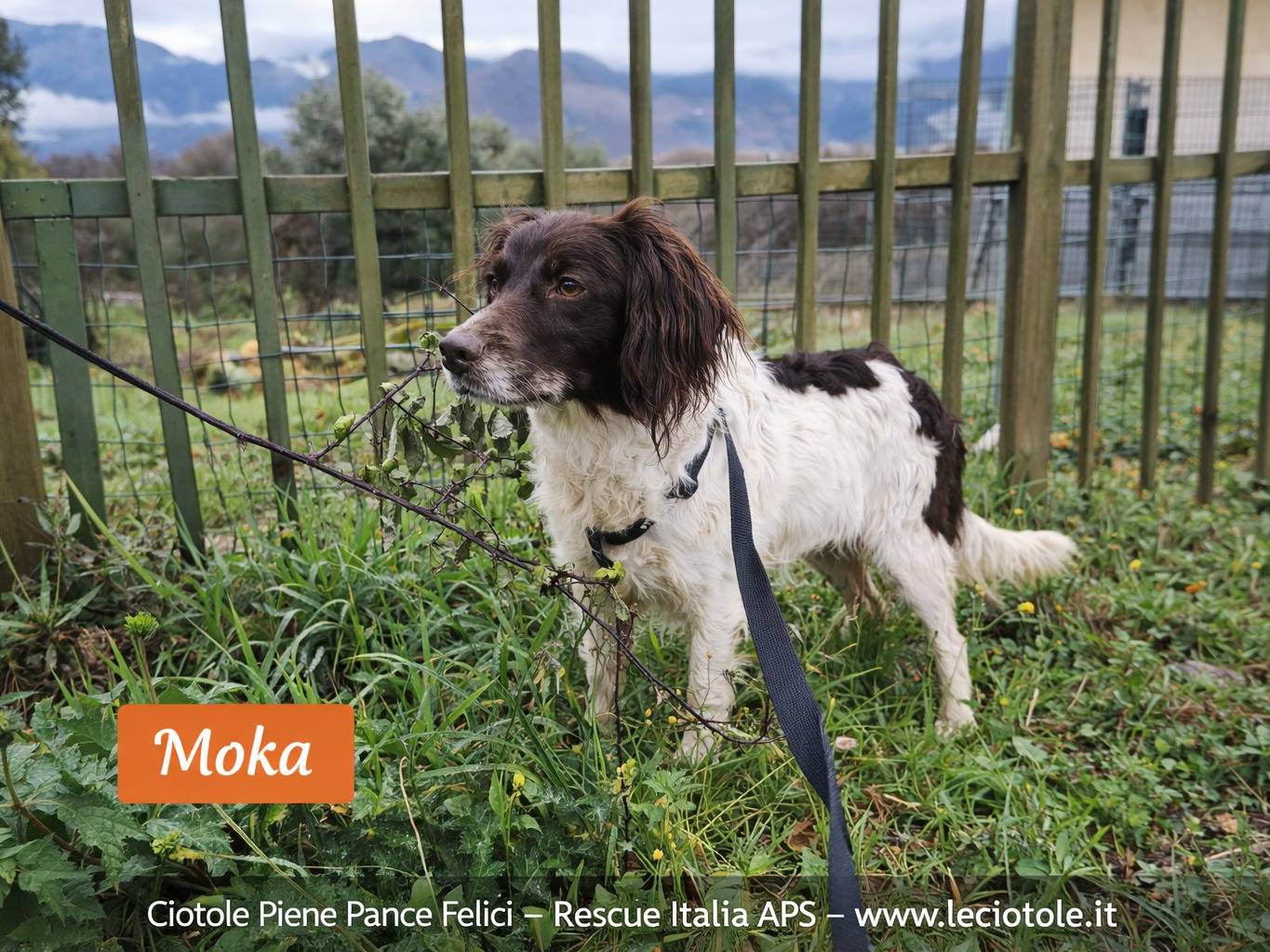 Adozione cane, femmina, Razza sconosciuta Razza sconosciuta, 1 anno e 3 mesi, taglia piccola, Avellino