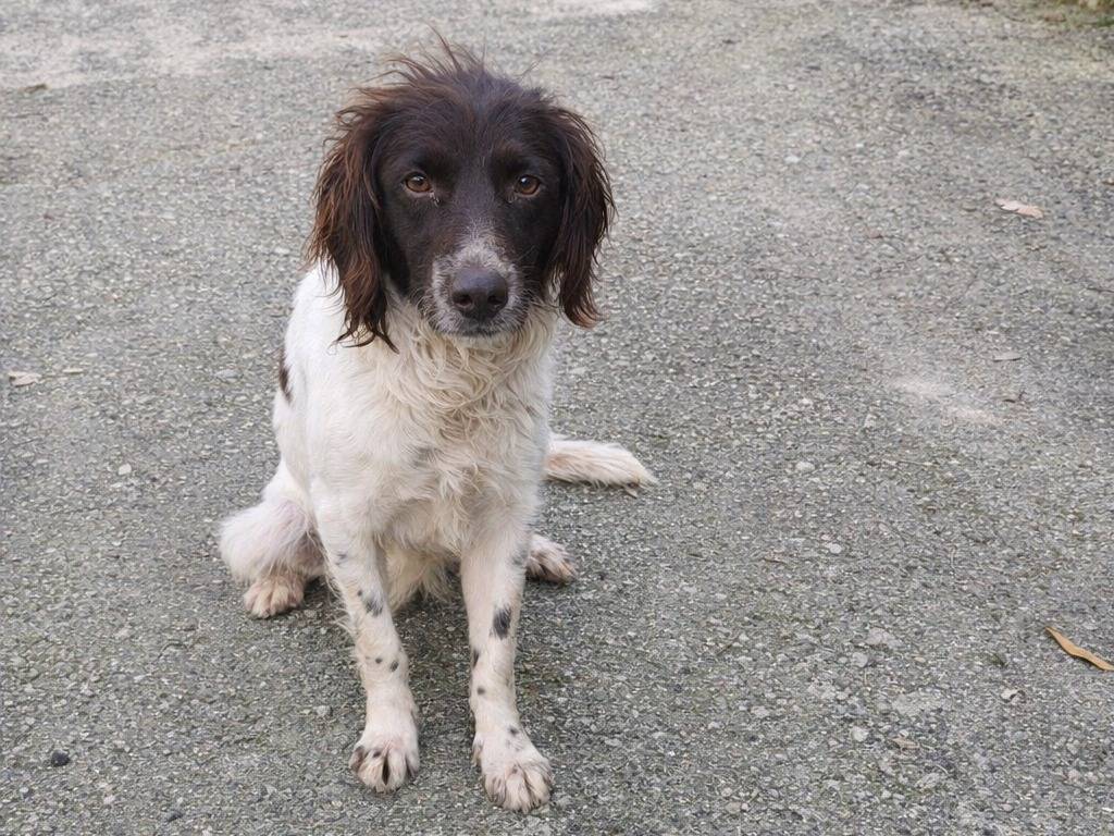 Adotta un cane, femmina, 1 anno e 3 mesi, Avellino