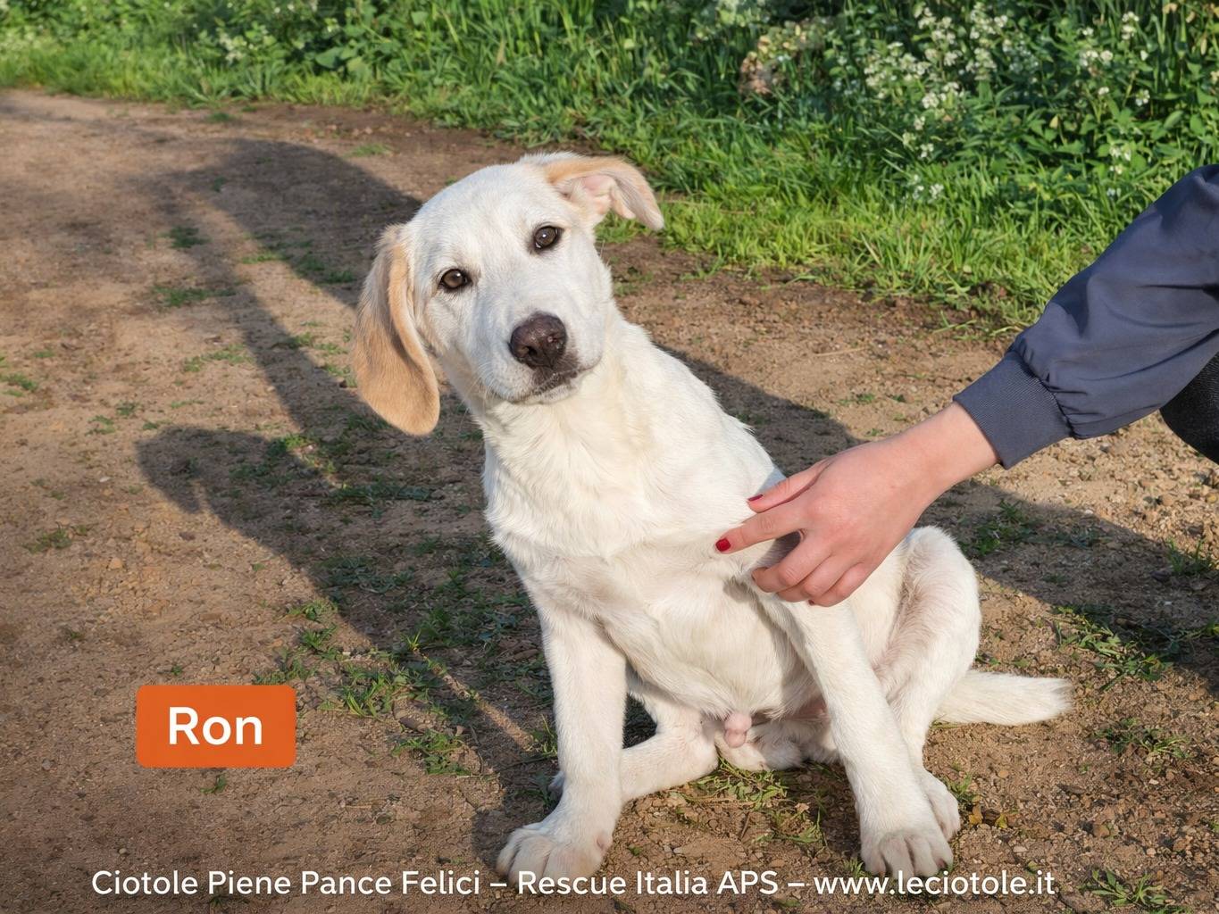 Adozione cane, maschio, Razza sconosciuta Razza sconosciuta, 6 mesi, taglia media contenuta, Caltanissetta