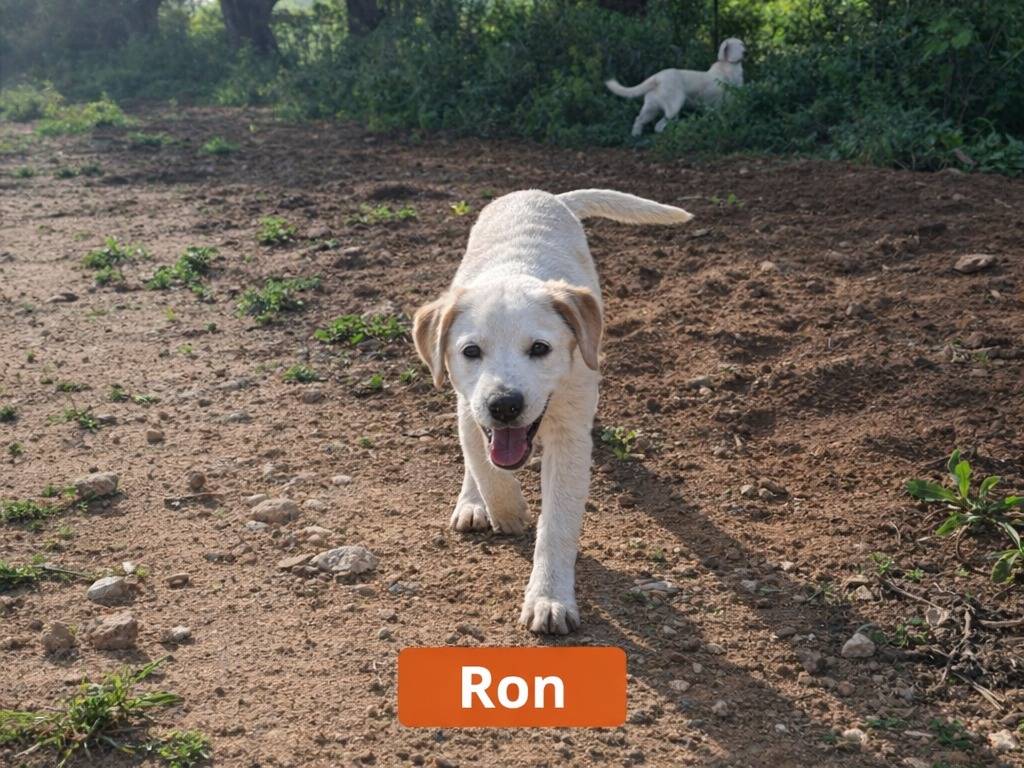 Adotta un cane, maschio, 6 mesi, Caltanissetta