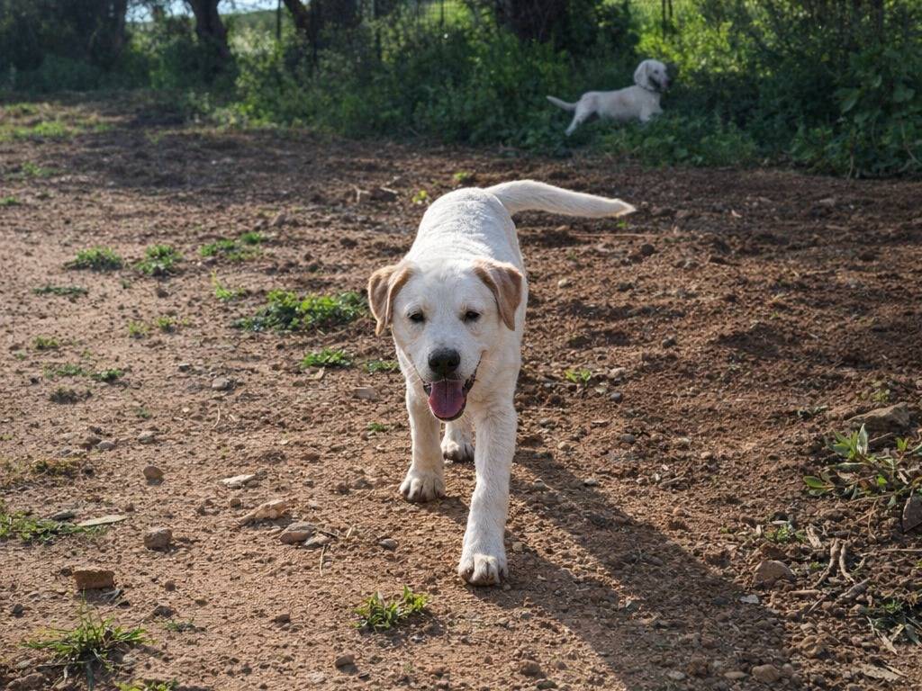 Adotta un cane, taglia media contenuta, maschio, Caltanissetta