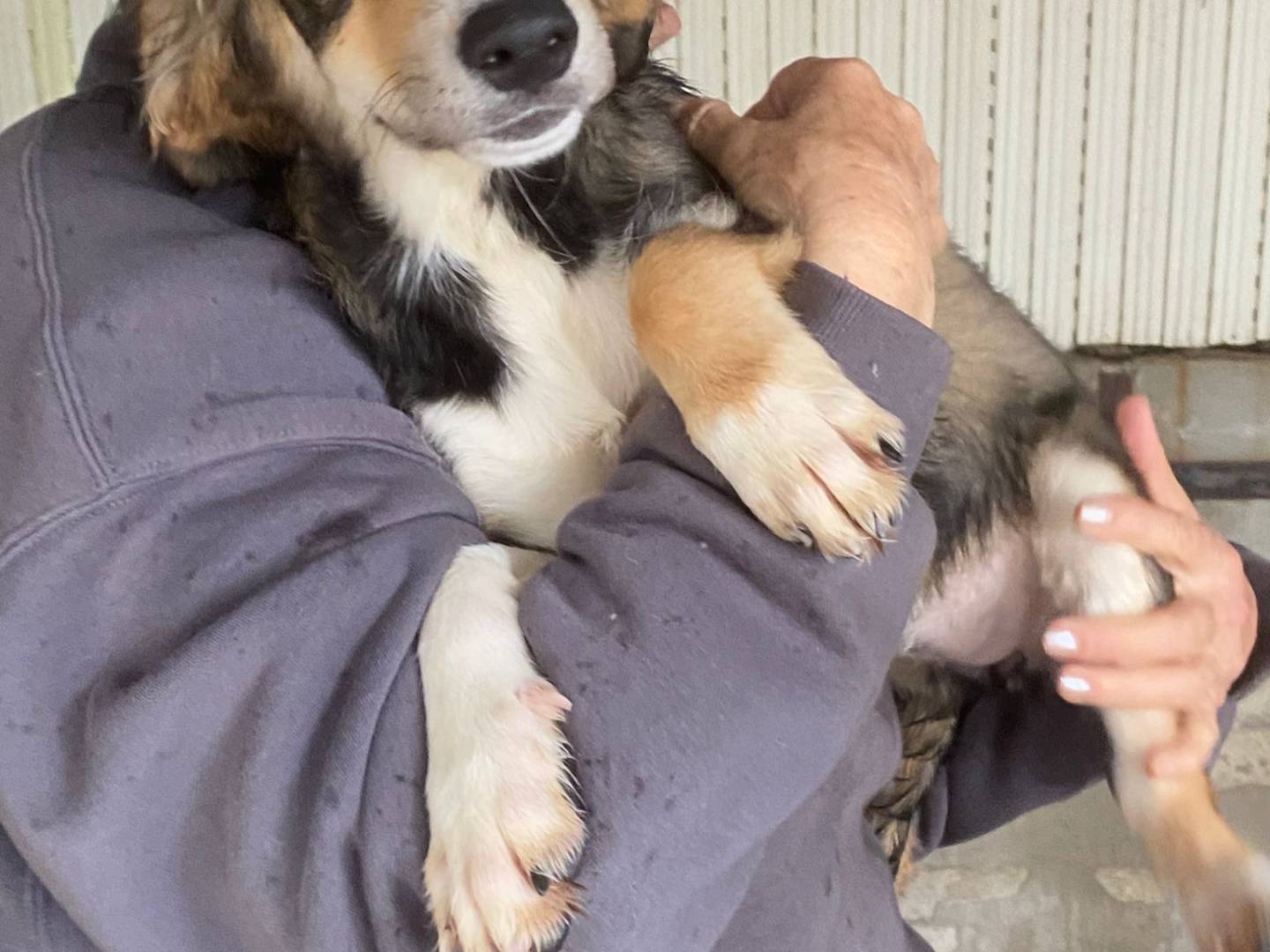 Adozione cane, femmina, Razza sconosciuta Razza sconosciuta, 4 mesi, taglia media, Bari