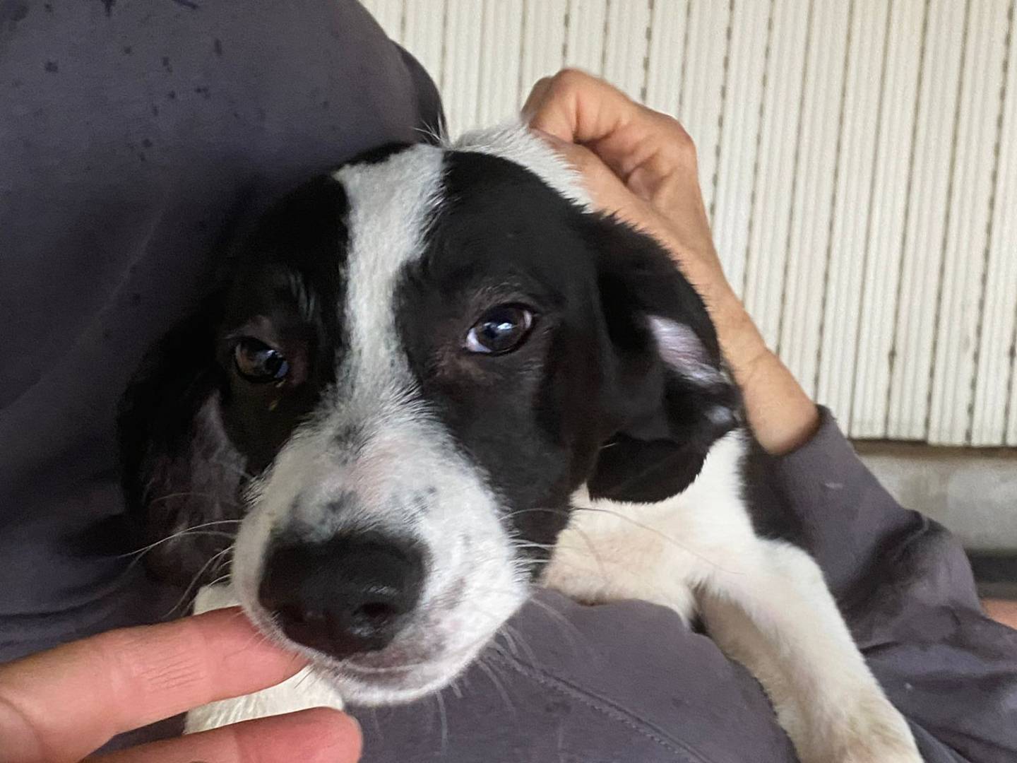 Adotta un cane, femmina, 4 mesi, Bari