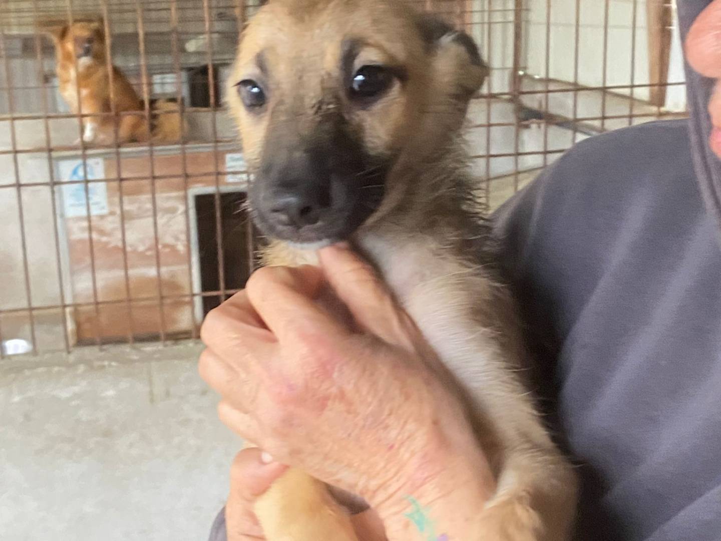 Adotta un cane, taglia media, femmina, Bari
