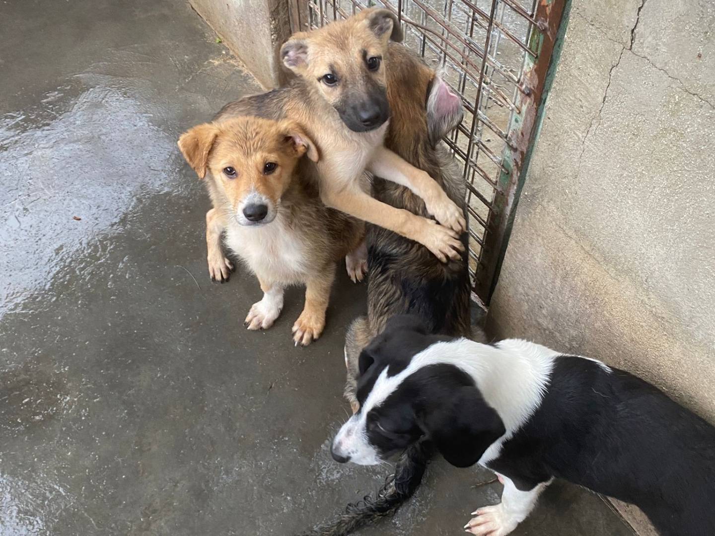 Vuoi adottare un cane a Bari?