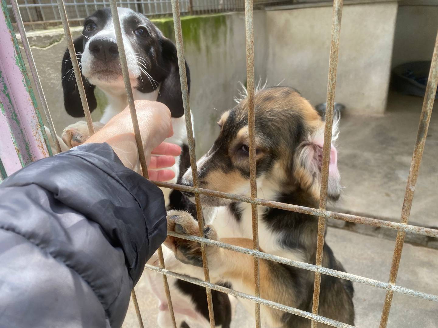 Adotta il cane Piper Lucy Sally Snoopy a Bari