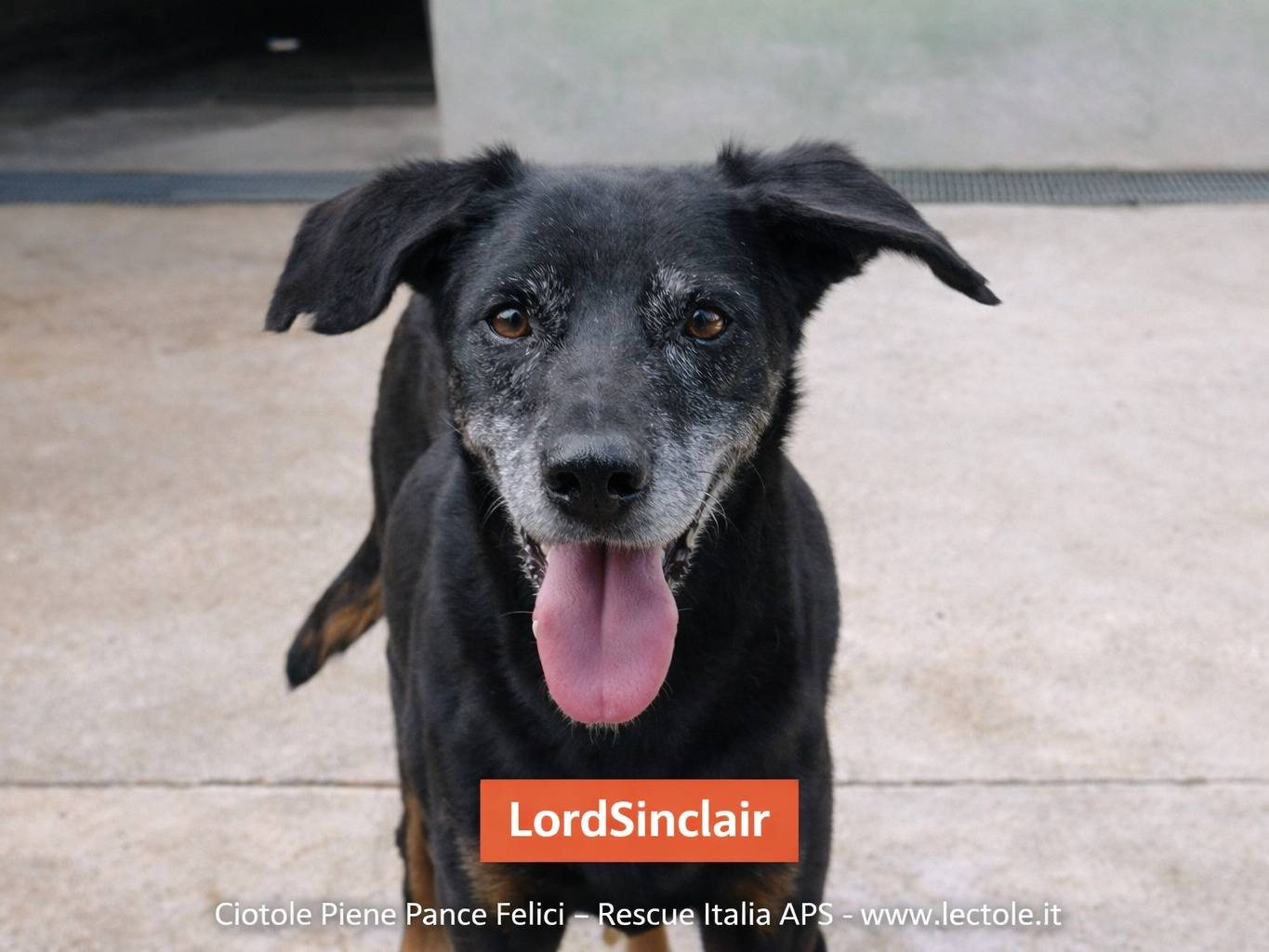 Adozione cane, maschio, Razza sconosciuta Razza sconosciuta, 15 anni e 10 mesi, taglia media, Avellino