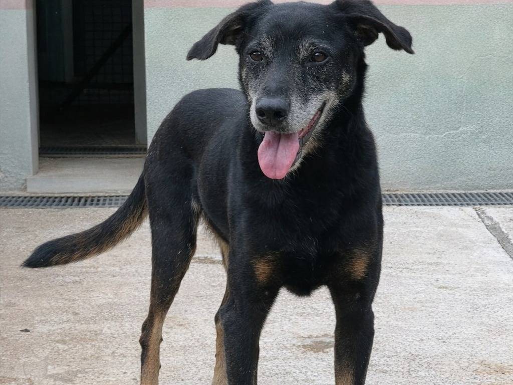 Adotta un cane, maschio, 15 anni e 10 mesi, Avellino