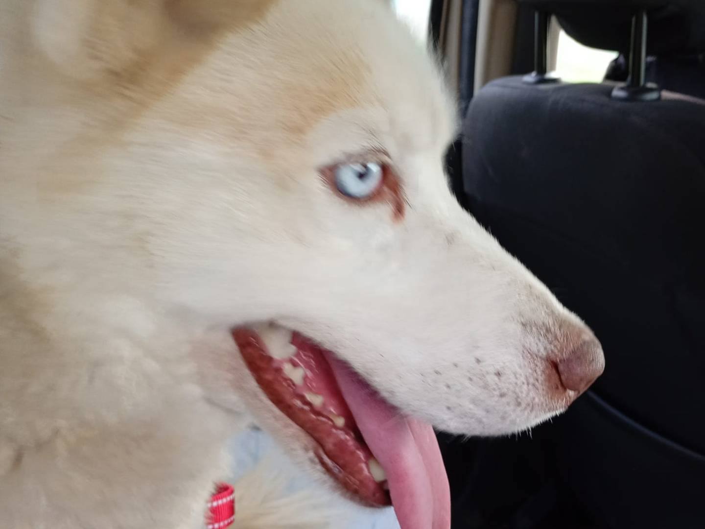 Adotta il cane Masha a Bari