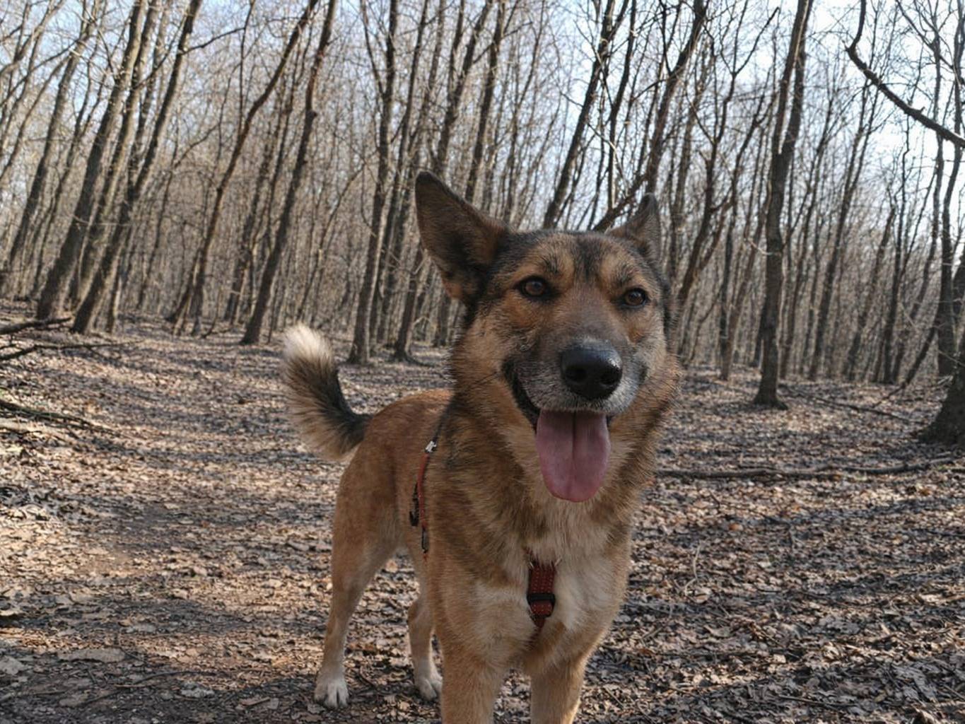 Vuoi adottare un cane a Milano?