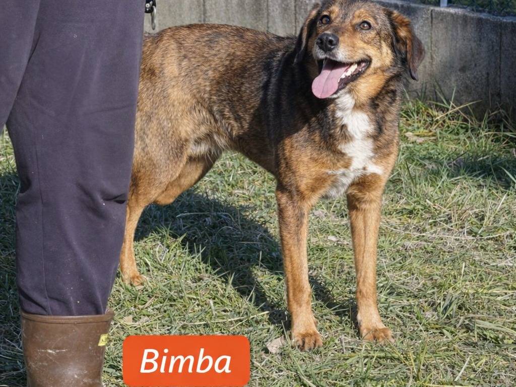 Adotta un cane, femmina, 1 anno e 2 mesi, Torino