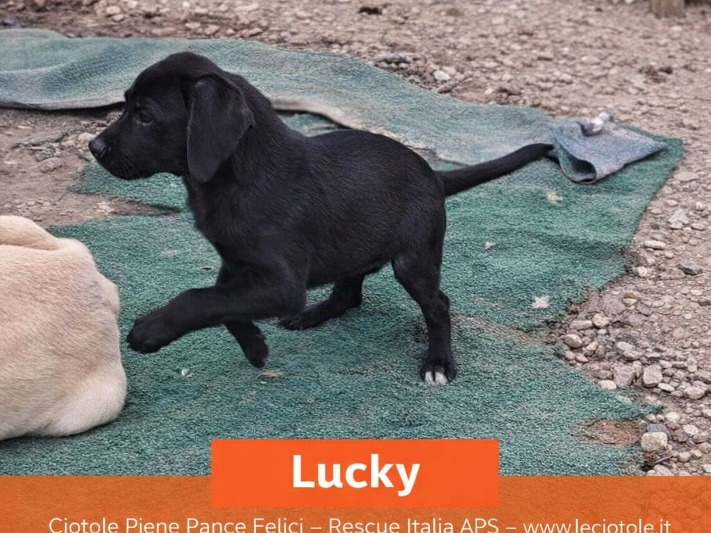 Adotta un cane, maschio, 4 mesi, Benevento