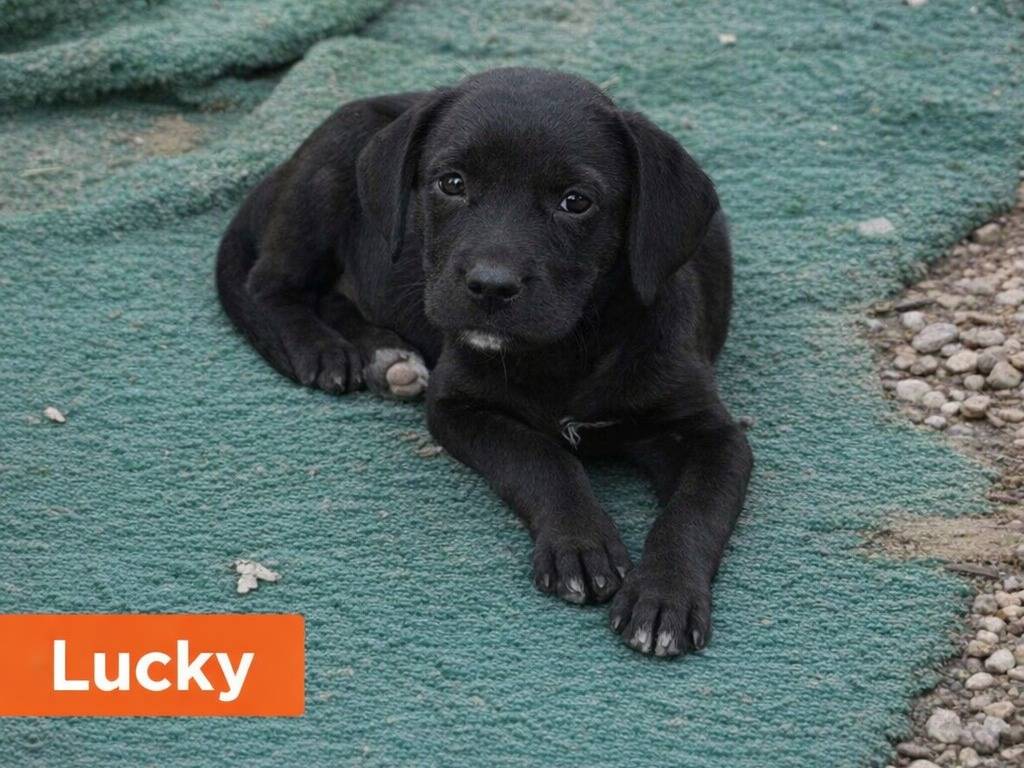 Adotta un cane, taglia piccola, maschio, Benevento