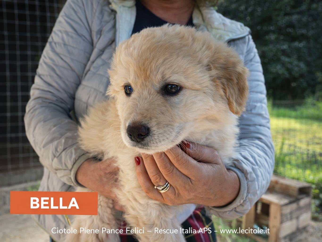 Adozione cane, femmina, Razza sconosciuta Razza sconosciuta, 3 mesi, taglia piccola, Avellino