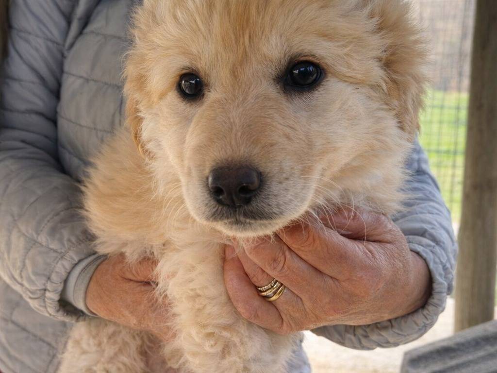 Adotta un cane, femmina, 3 mesi, Avellino