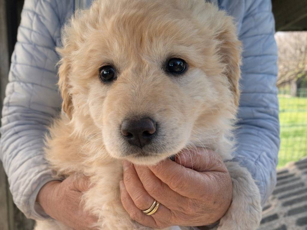 Adotta un cane, taglia piccola, femmina, Avellino