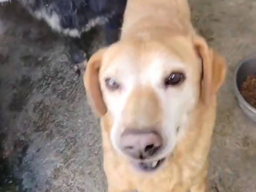 Adozione cane, femmina, Razza sconosciuta Razza sconosciuta, 13 anni e 1 mese, taglia media contenuta, Benevento