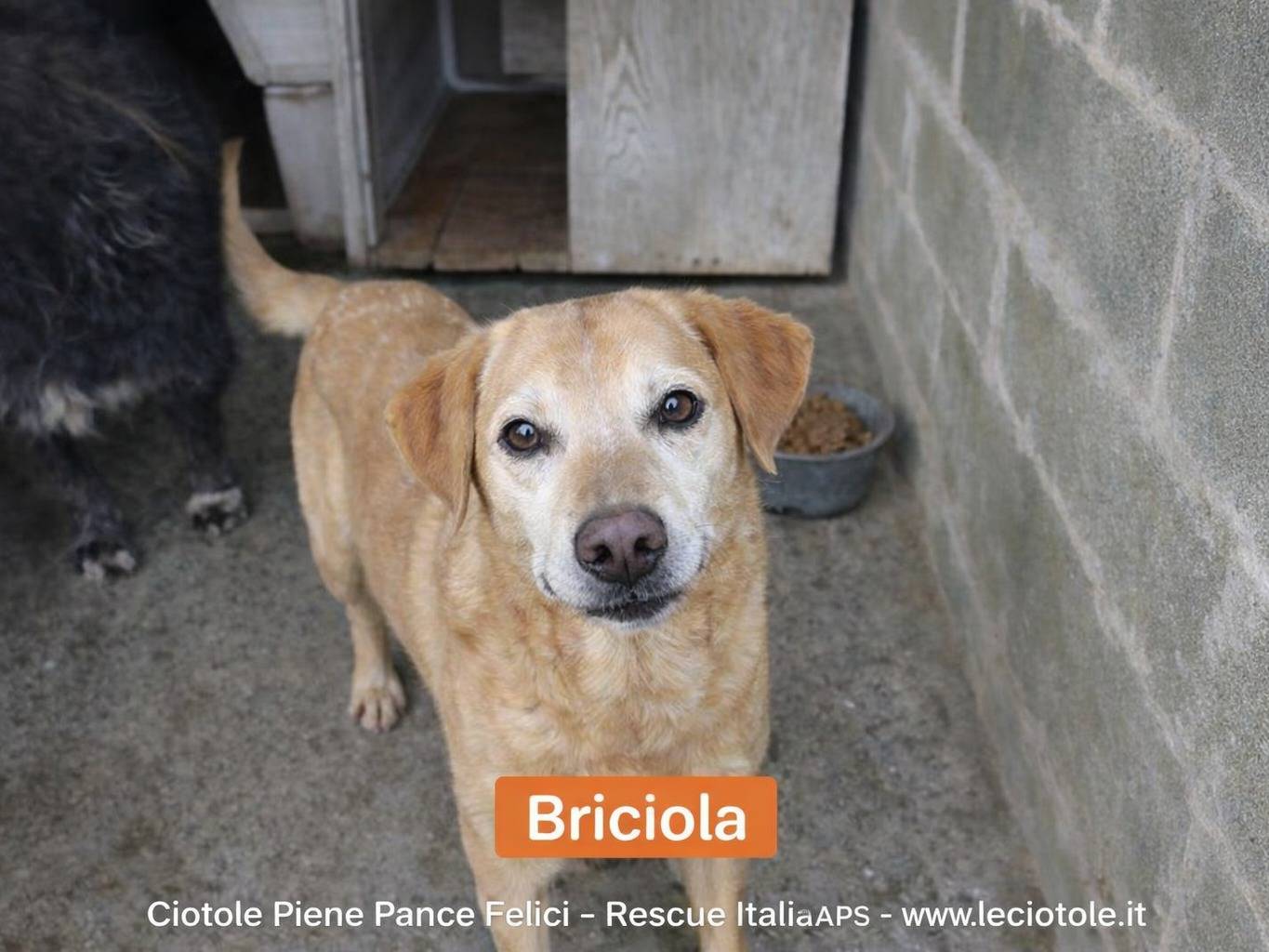 Adotta un cane, femmina, 13 anni e 1 mese, Benevento