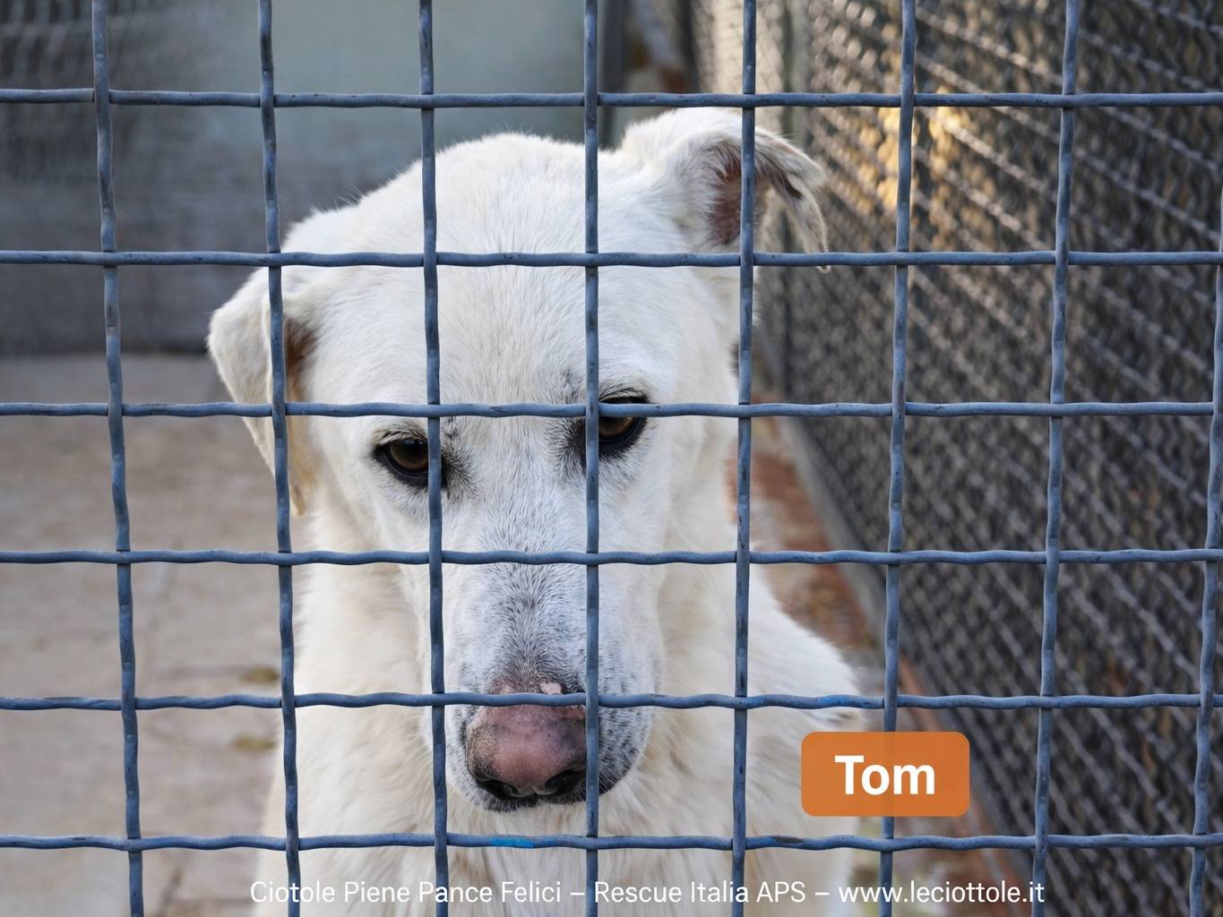 Adozione cane, maschio, Razza sconosciuta Razza sconosciuta, 2 anni e 7 mesi, taglia media, Avellino