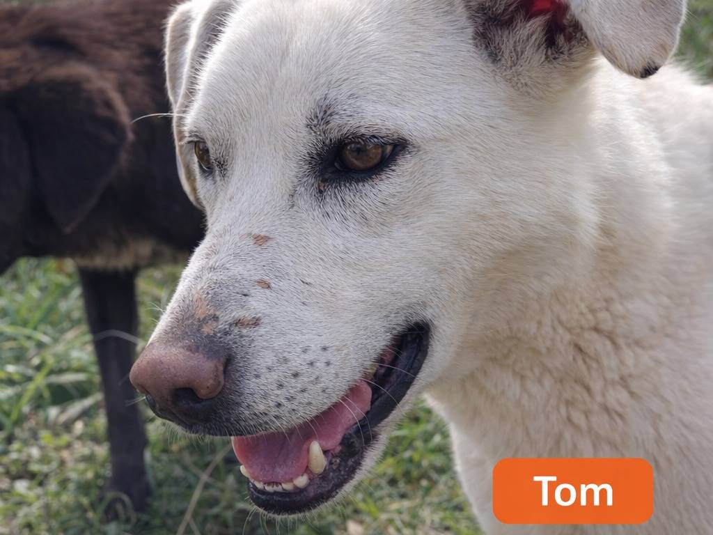 Adotta un cane, maschio, 2 anni e 7 mesi, Avellino