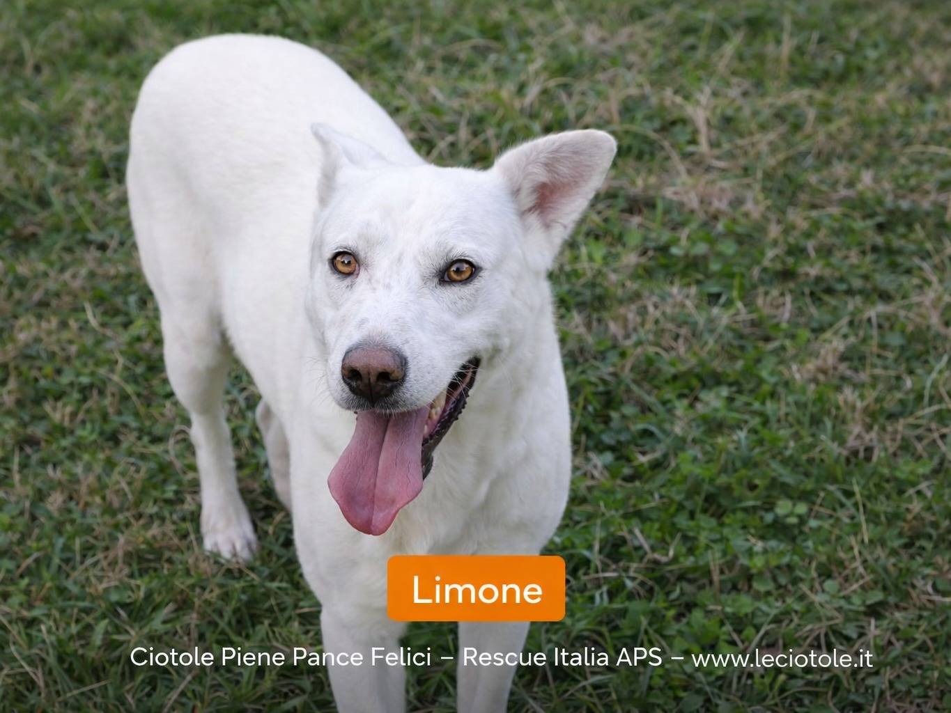 Adozione cane, maschio, Razza sconosciuta Razza sconosciuta, 2 anni e 7 mesi, taglia media, Avellino