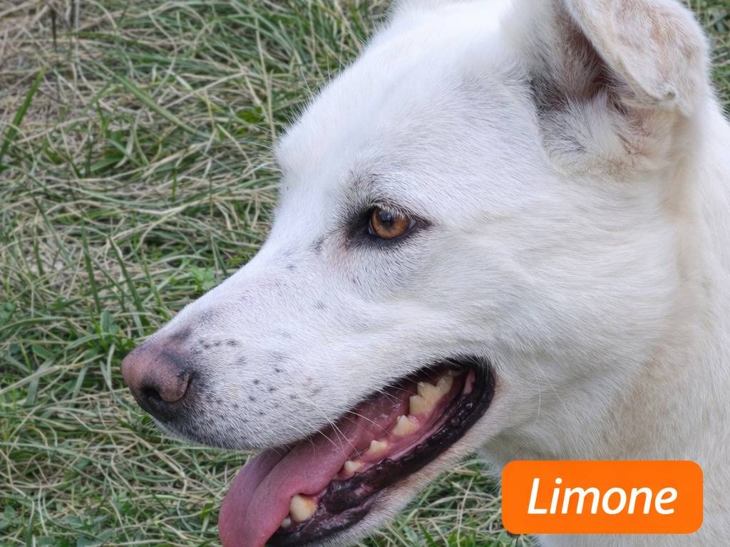 Adotta un cane, maschio, 2 anni e 7 mesi, Avellino