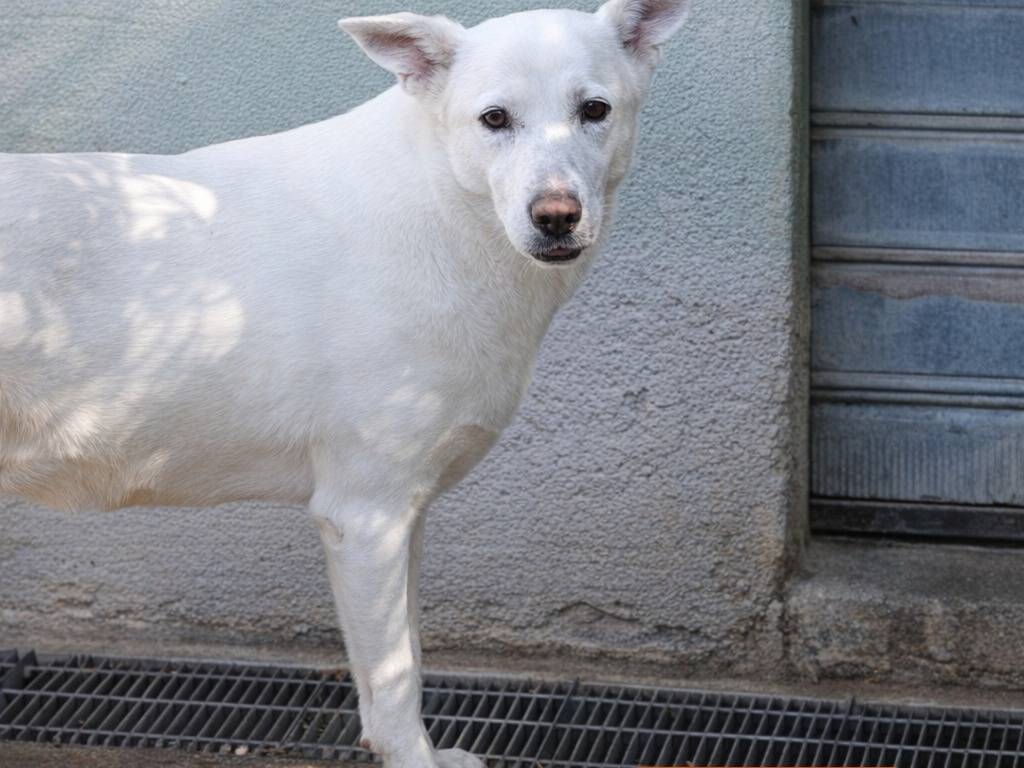 Adotta un cane, taglia media, maschio, Avellino