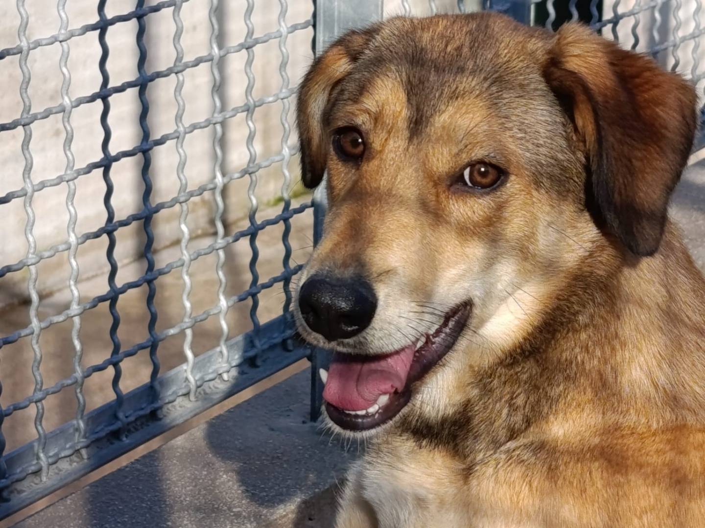 Adozione cane, femmina, Razza sconosciuta Razza sconosciuta, 1 anno e 2 mesi, taglia media, Milano