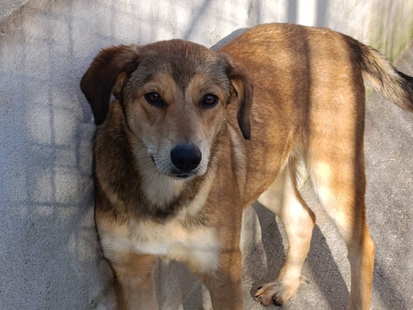 Adotta un cane, femmina, 1 anno e 2 mesi, Milano