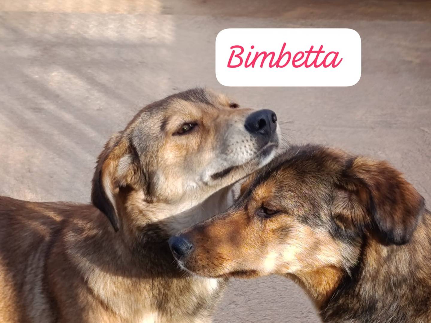 Adotta un cane, taglia media, femmina, Milano